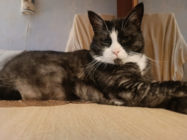 Котовторник же!