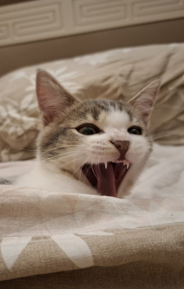 К котовторнику: знакомтесь: Сёма