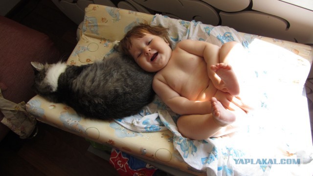 Котовторник 17.09.2013