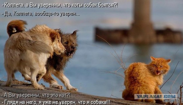 А ну пшли отсюда! Щенки...