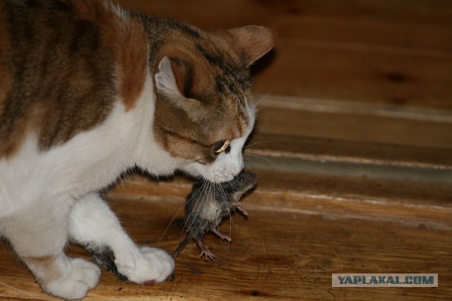 Трёхцветка, не бывавшая на улице