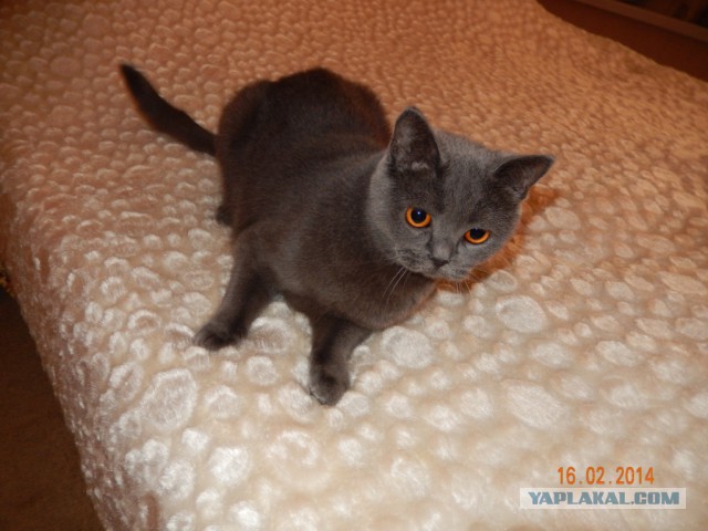 Два дня на Олимпиаде