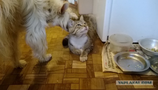 Как я котенка приютил