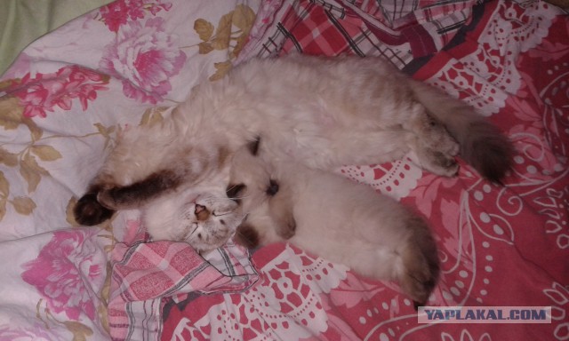 Котовторник 11.11.2014