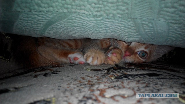 Котовторник однако