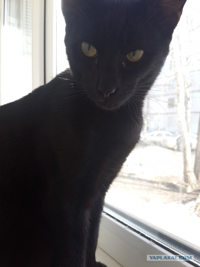 Горжусь котом