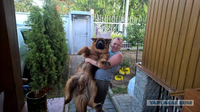 Собакочетверг