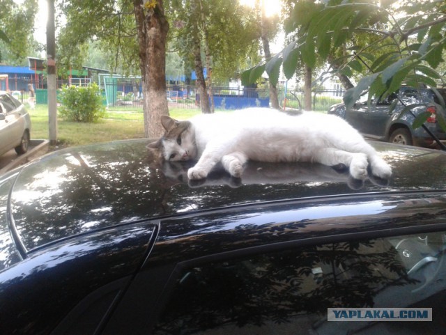 Котовторник 11.08.2015