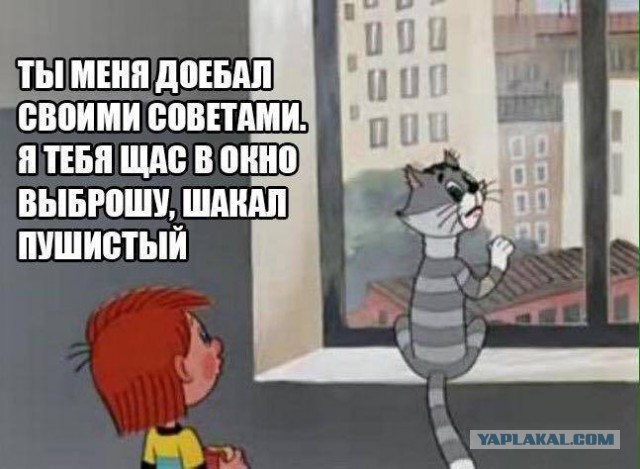 Мудрый кот