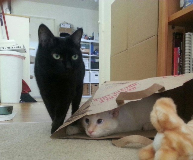 Котопрятки