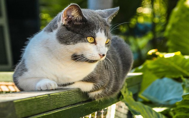 Коты из сети