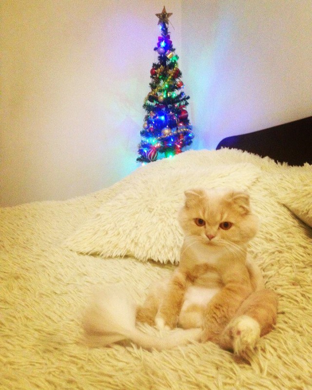 Коты из сети