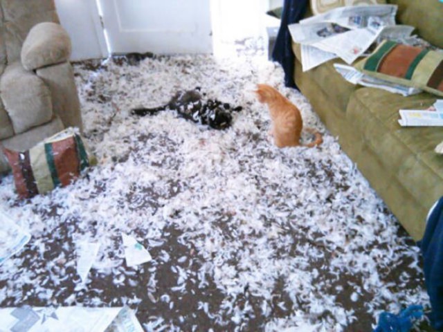 Коты и Кошки