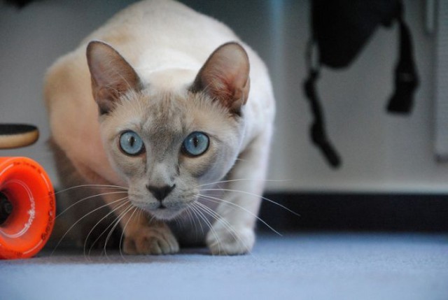 Коты и Кошки