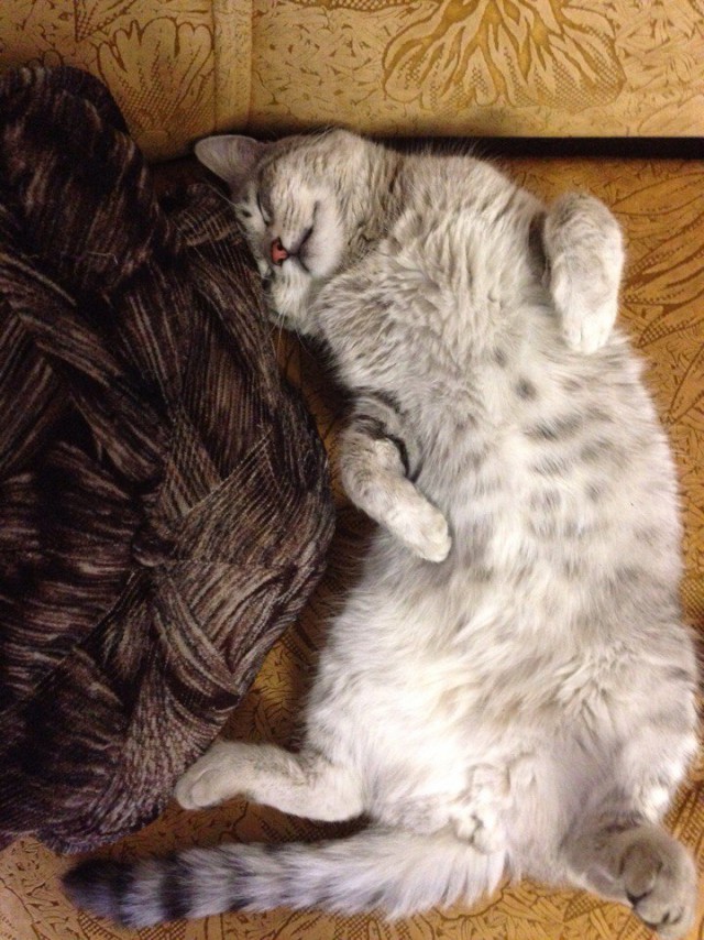 Коты и Кошки
