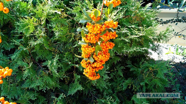 Просто Природа