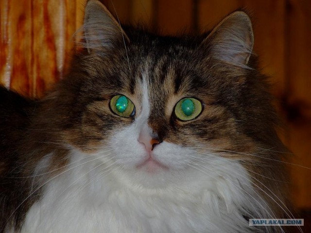 Котовторник на ЯПлакалъ