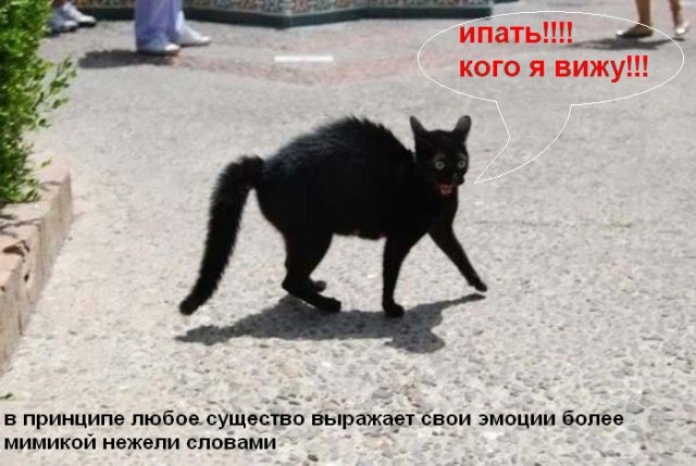 Почему?..
