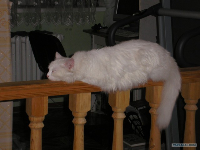 Котовторник - С праздником, котоводы!