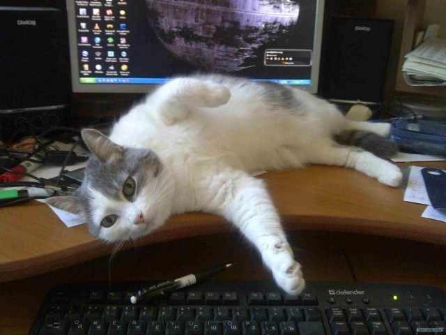 Котовторник! 08.11.11