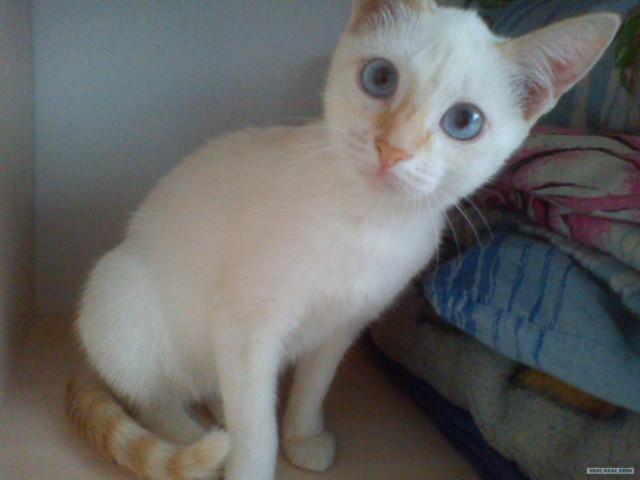 Котовторник 8 мая 2012