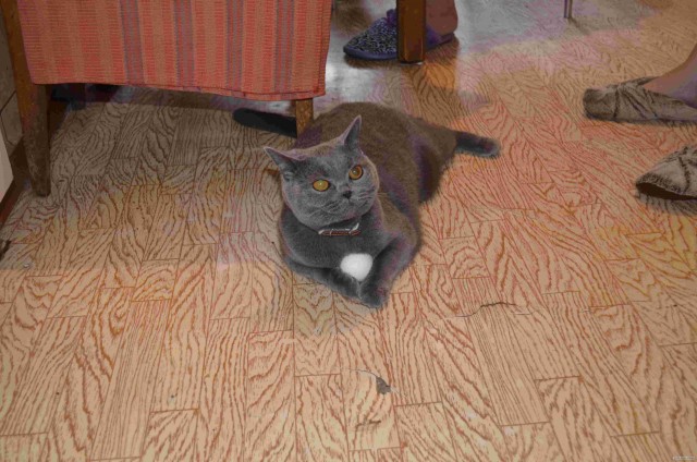 Котовторник  12. 06. 2012