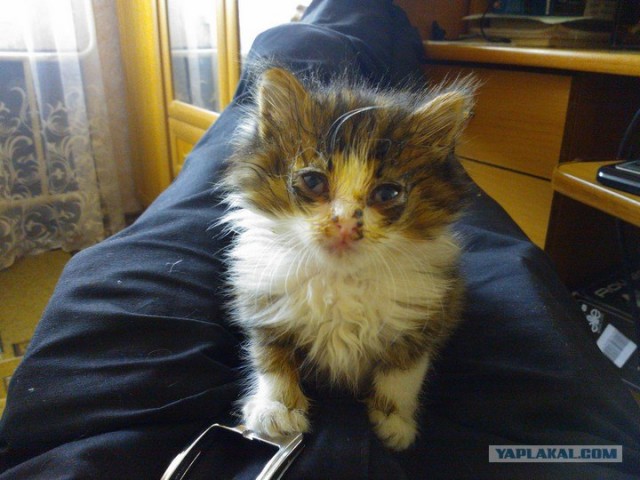 Котовторник на 26.06.12