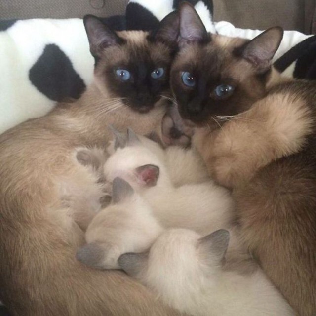 Забавные фото котеек