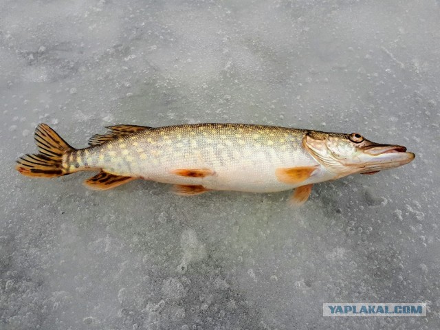 Жаренный берш с медово-огуречным соусом.