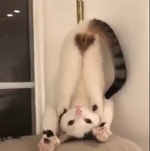 Зверушки