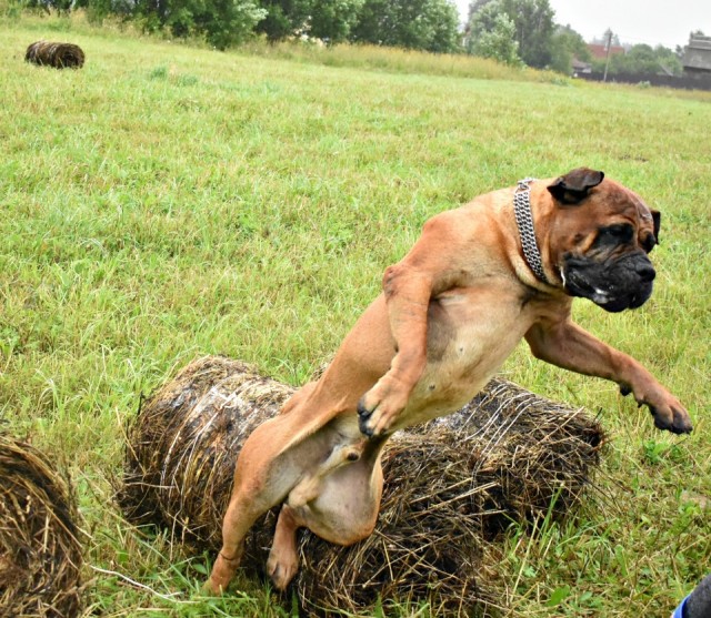 Победители конкурса фотографии Comedy Pet Photo Awards 2020