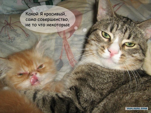 Отжабте моего кота