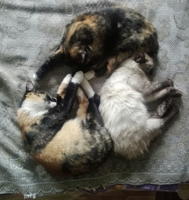 Россия – кошачья сверхдержава