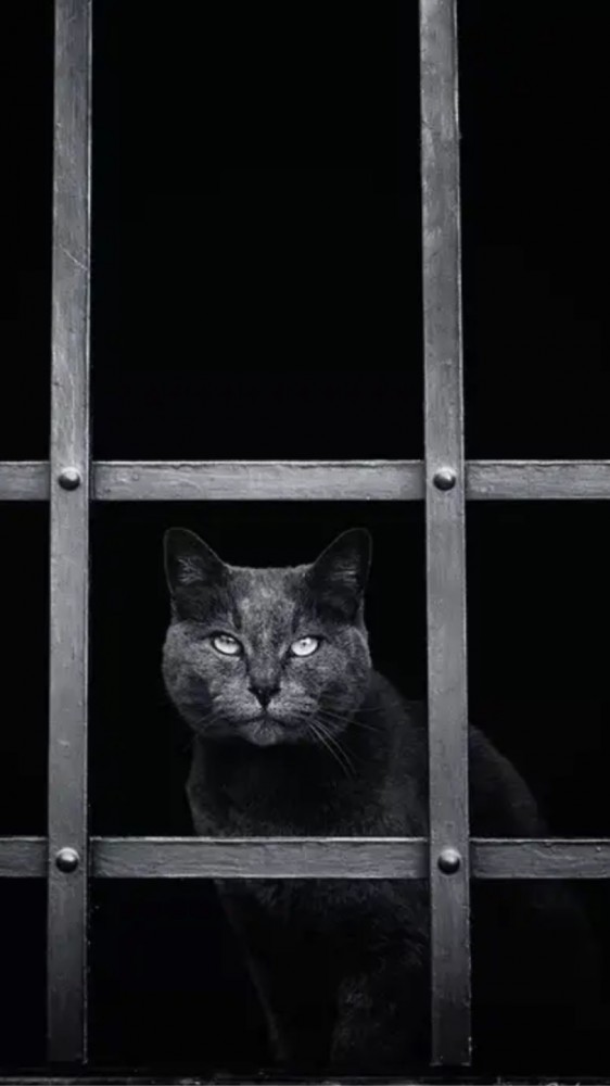 «В суд пойду, коту дело шьют»: в лиде мужчина оказался в суде из-за драки двух котов
