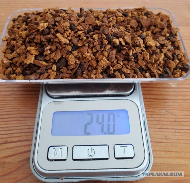 Чага - берёзовый гриб