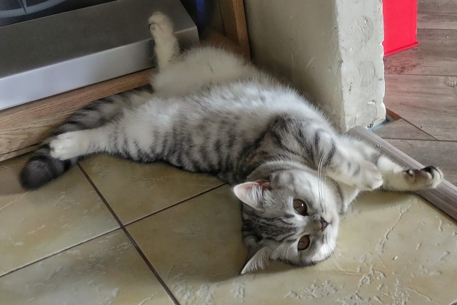 Котовторник