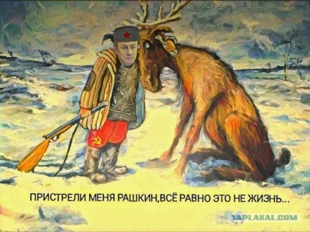Граждане, берегите животных! Обессилевший лосенок на замерзшей реке в Тверской области