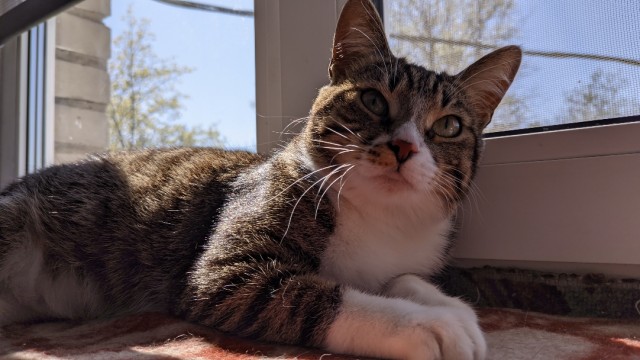 Как заиметь себе проблем, или котикофф мало не бывает...