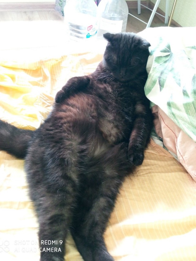 Котовторнику быть