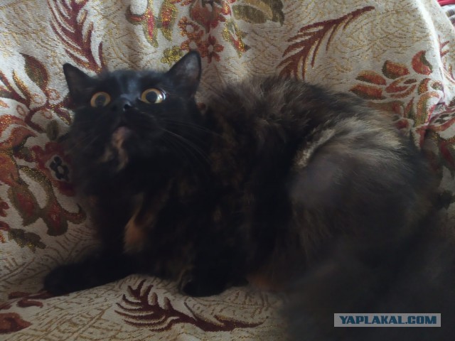 Чёрные коты не такие