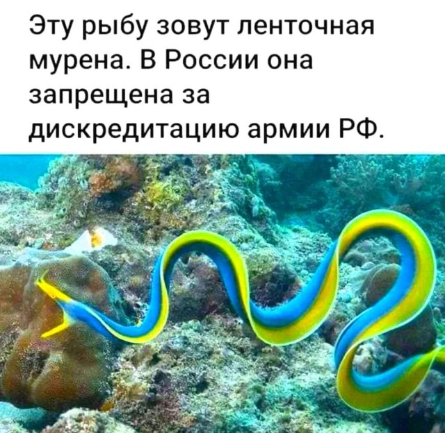 Скабеева опубликовала у себя в телеграм-канале фото сине-желтого букета. Потом срочно удалила