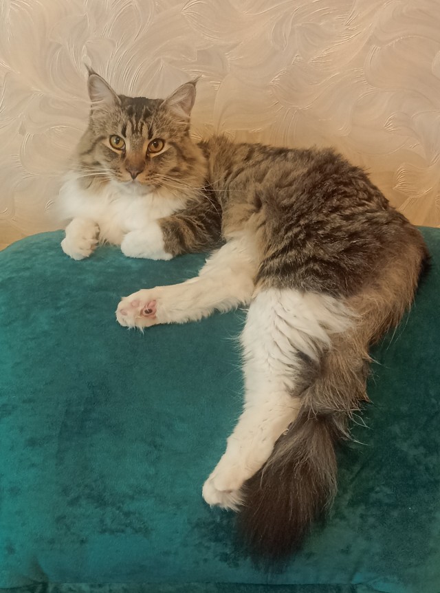 Котовторник