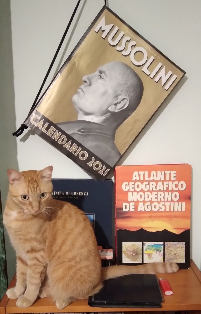 Котовторник 05/11/2024