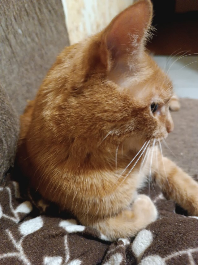 Солнечный котенок
