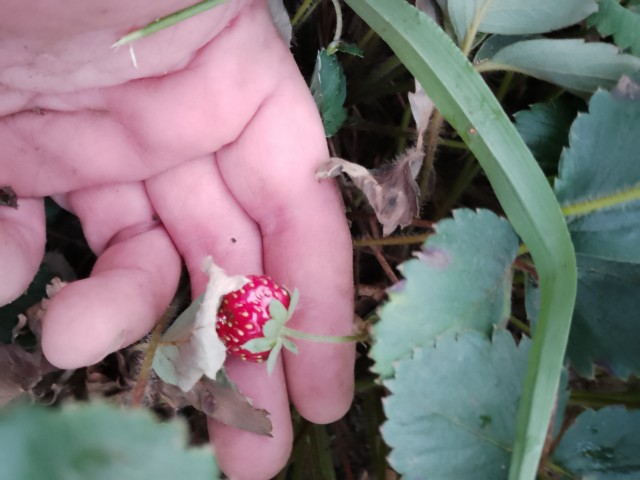 Клубничка..