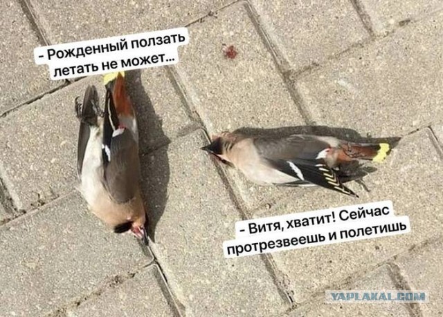 Вопрос орнитологам.