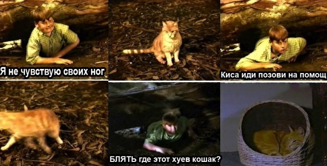 Кот встречает хозяина