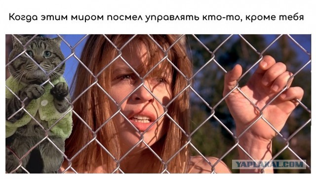 Фотожаба: Грустный котик