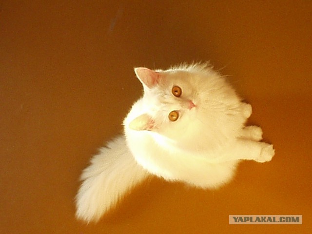 Котовторник 04.03.2014