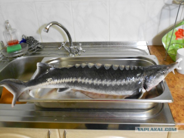 Хочу хорьков